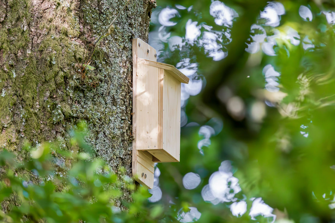 bat box